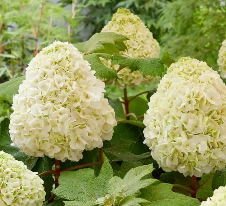 Tara® Hydrangea | Creekside Champions™