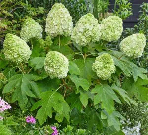 Tara® Hydrangea | Creekside Champions™