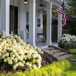 White Hydrangea White Wedding® in a nursery pot