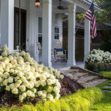 White Hydrangea White Wedding® in a nursery pot