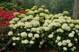 Smooth hydrangea in bloom with large white flower clusters