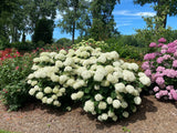 Smooth hydrangea in bloom with round white flowers in a pot