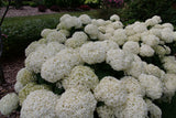 Smooth hydrangea with large white blooms in a pot