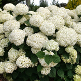 Smooth hydrangea with large white blooms in a pot