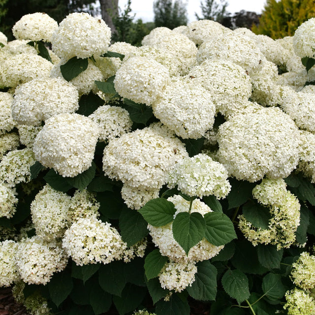 Smooth hydrangea with large white blooms in a pot