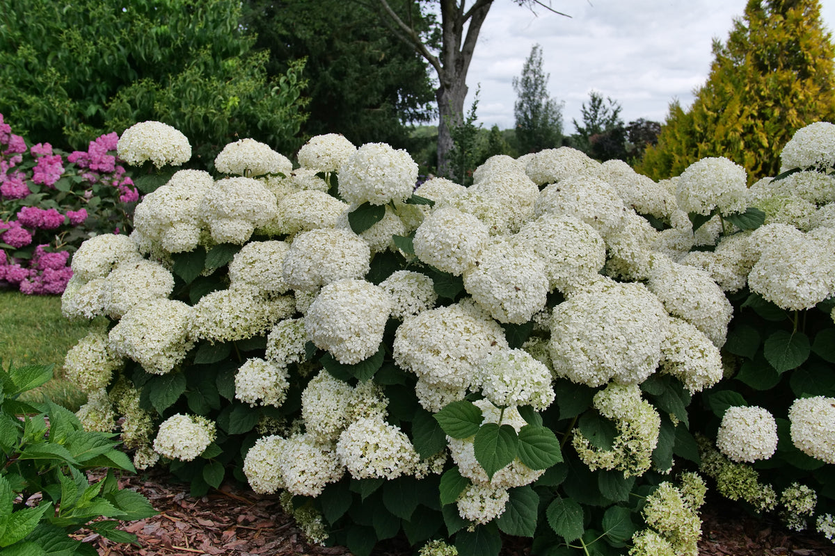 Incrediball Storm Proof smooth hydrangea with white blooms