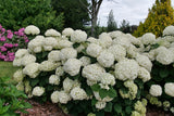 Incrediball Storm Proof smooth hydrangea with white blooms
