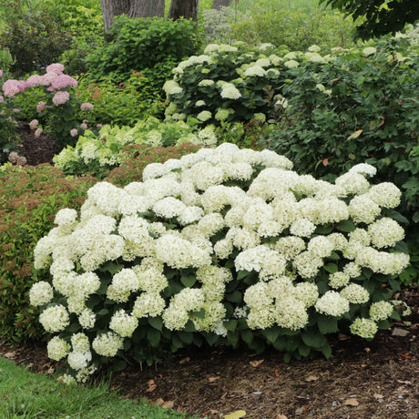 Invincibelle Wee White hydrangea in a nursery pot