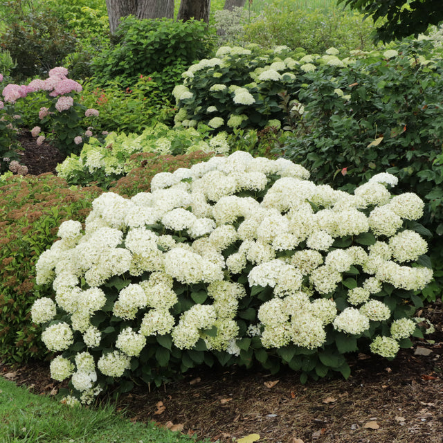 Invincibelle Wee White hydrangea in a nursery pot