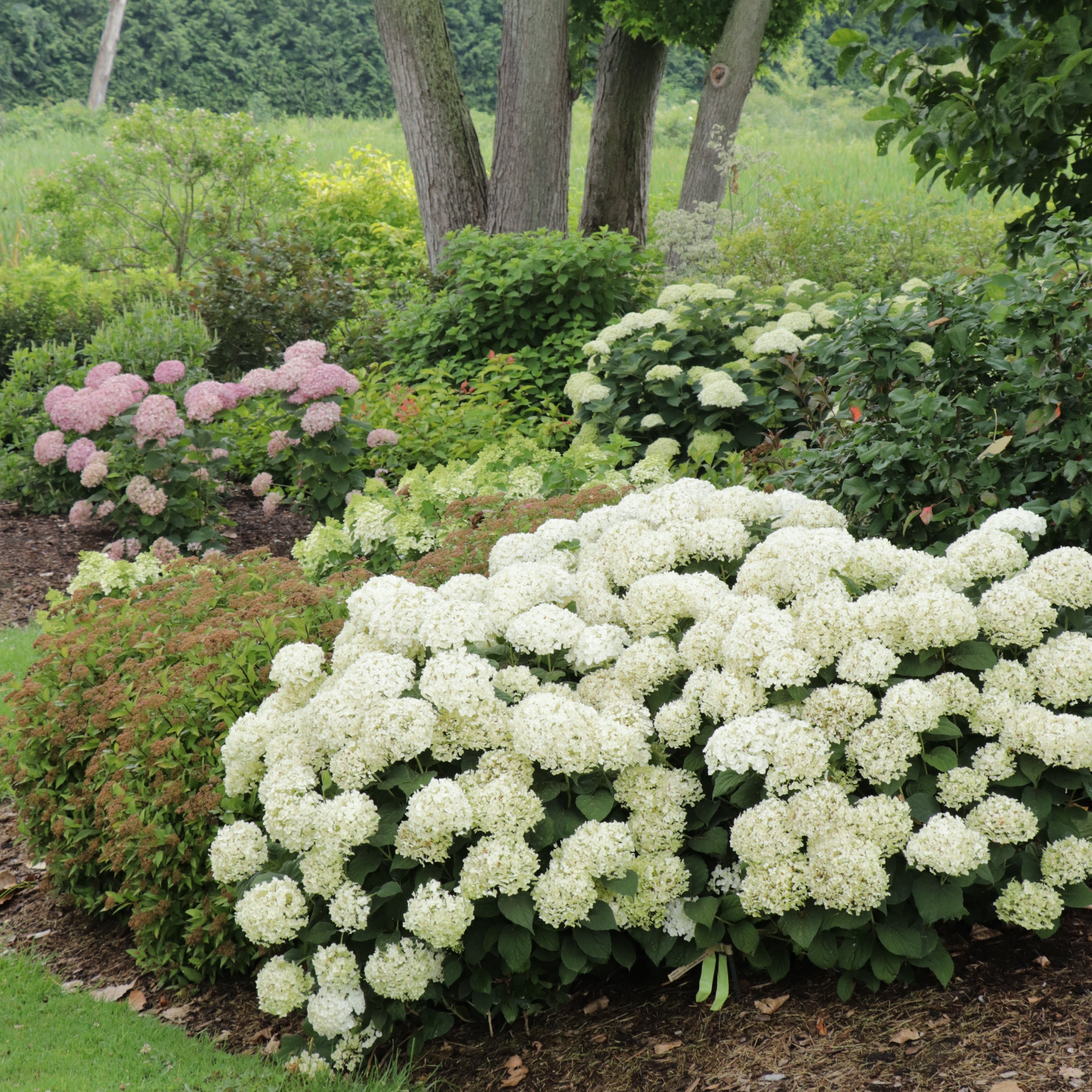 INVINCIBELLE WEE WHITE® 2.0 Smooth Hydrangea | Proven Winners