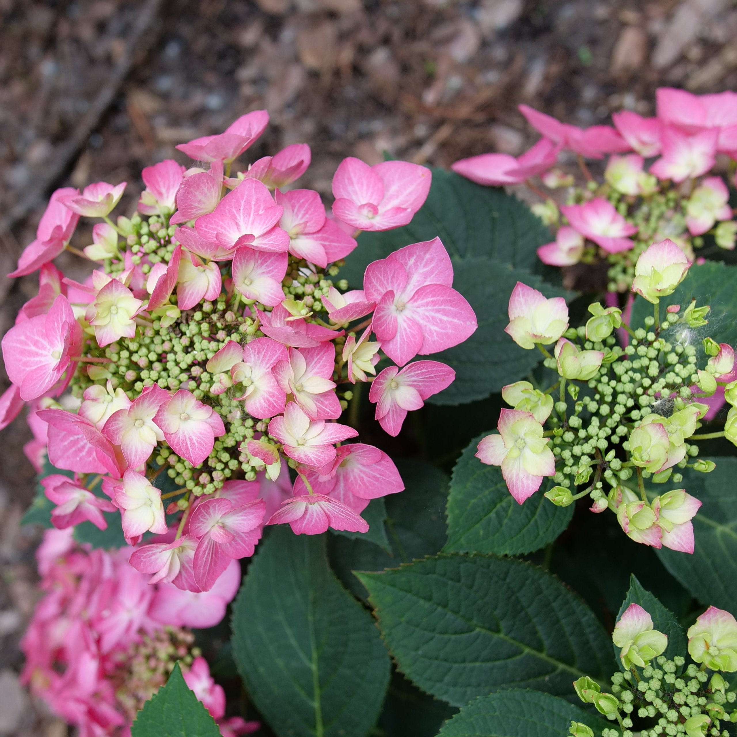 LET'S DANCE HOT STEPPER™ Bigleaf Hydrangea | Proven Winners