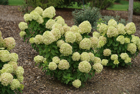 Powerball panicle hydrangea with white flower clusters in pot