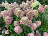 Powerball panicle hydrangea with white flower clusters