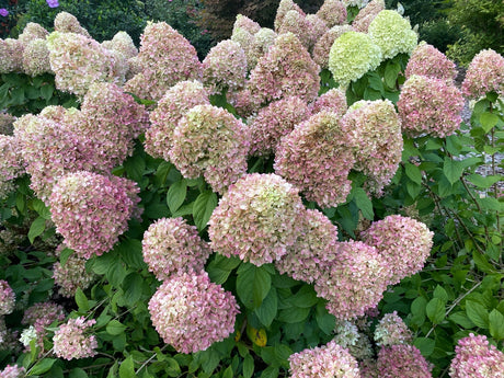 Powerball panicle hydrangea with white flower clusters