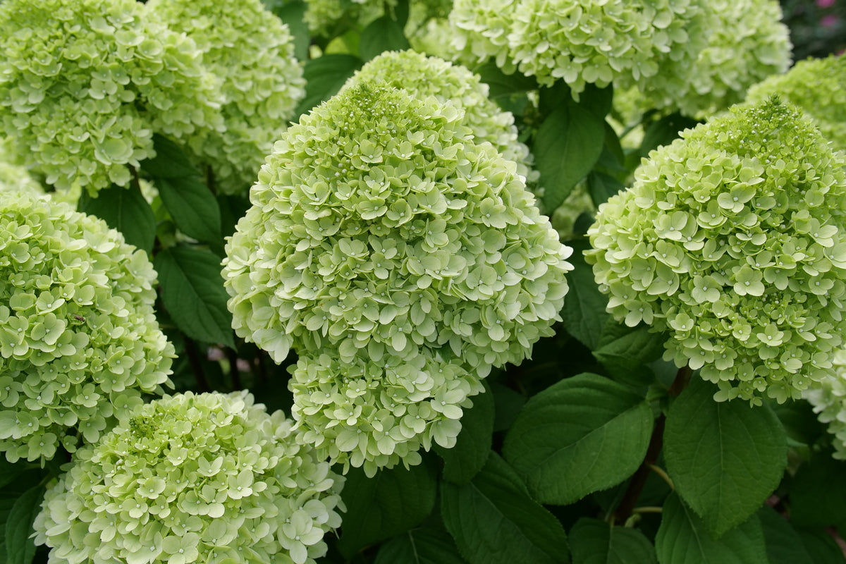 Powerball panicle hydrangea with white flower clusters in pot