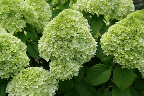 Powerball panicle hydrangea with white flower clusters in pot