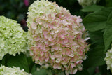 POWERBALL panicle hydrangea in a nursery pot