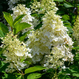 Hydrangea Moon Dance®