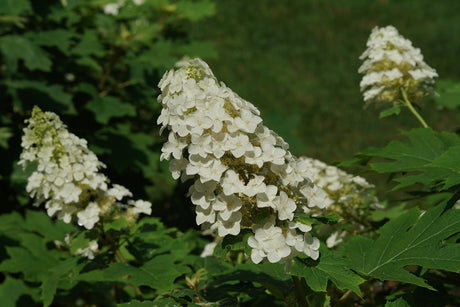 Gatsby Glow Ball oakleaf hydrangea with white blooms in a pot
