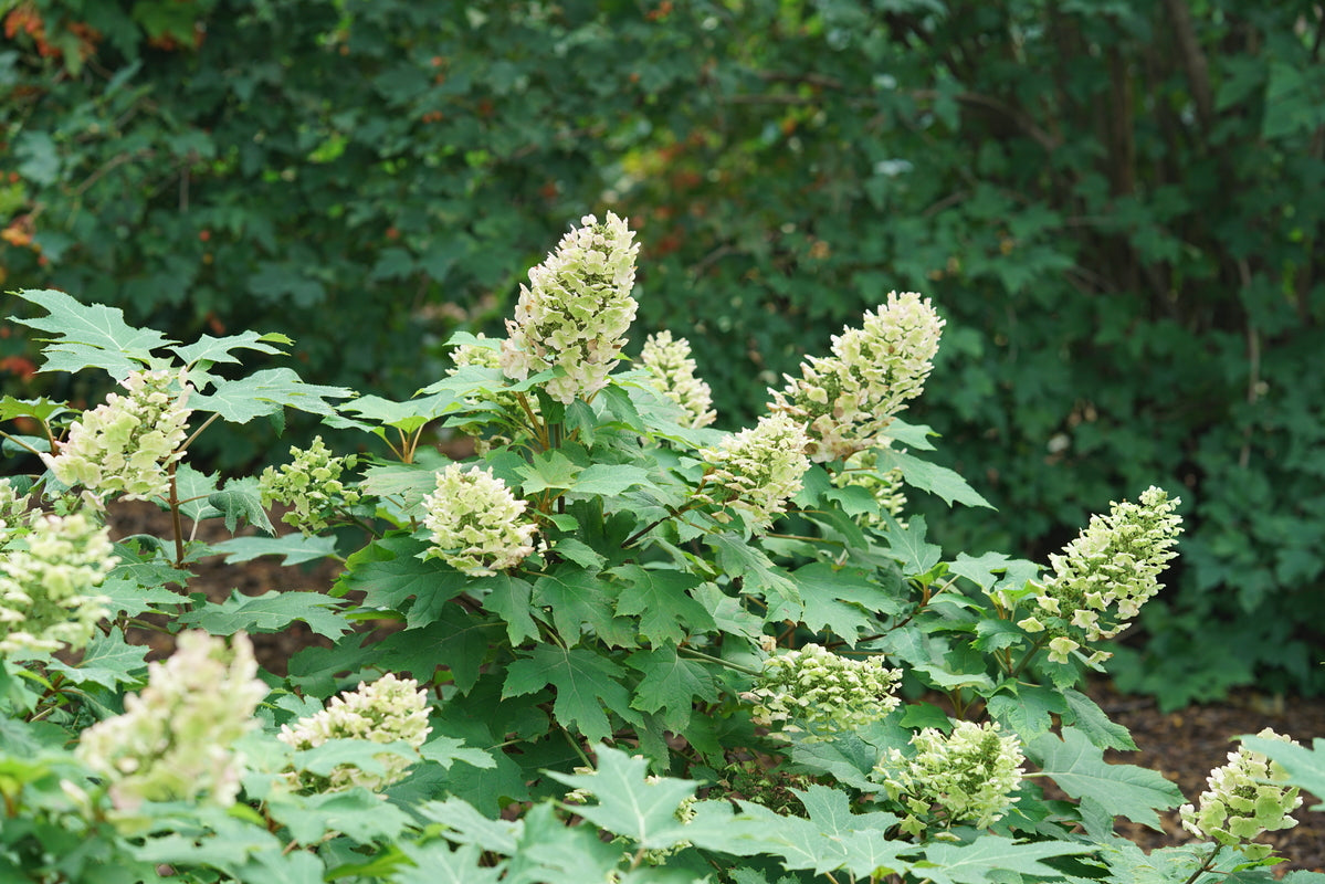 Gatsby Glow Ball oakleaf hydrangea in a nursery pot