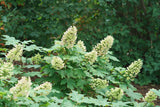 Gatsby Glow Ball oakleaf hydrangea in a nursery pot