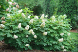 Gatsby Glow Ball hydrangea with white blooms in a pot