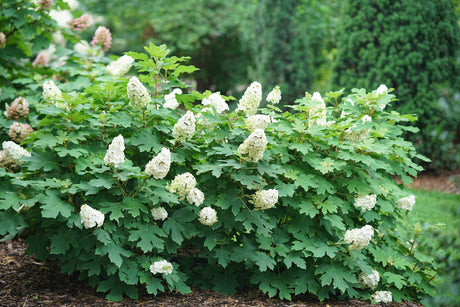 Gatsby Glow Ball hydrangea with white blooms in a pot