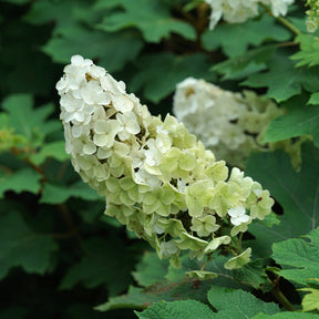 Gatsby Glow Ball hydrangea in bloom with white flower clusters