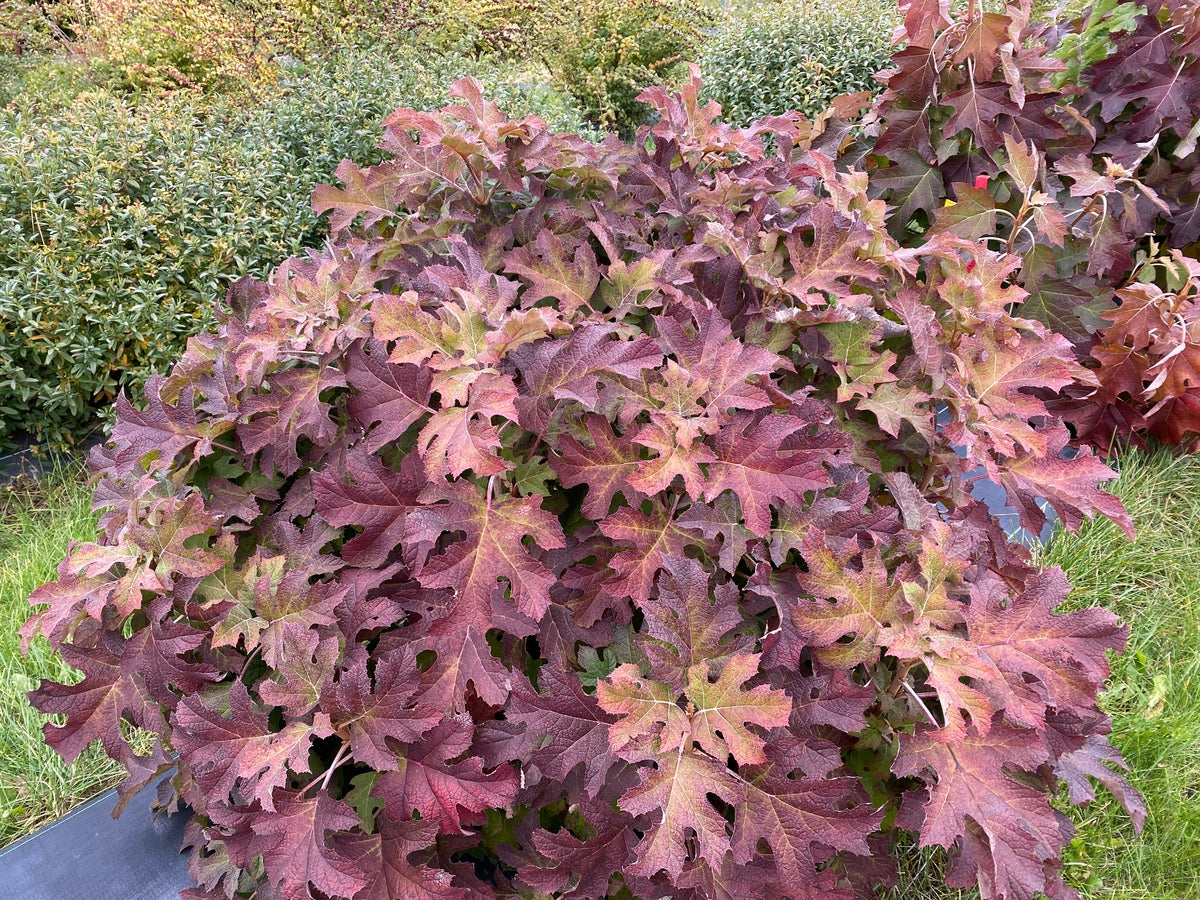 Hydrangea4937★★★　0308 Gatsby Glow Ball™ Hydrangea Plants for Sale - GrowJoy