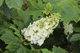 Gatsby Glow Ball hydrangea with white blooms and green leaves