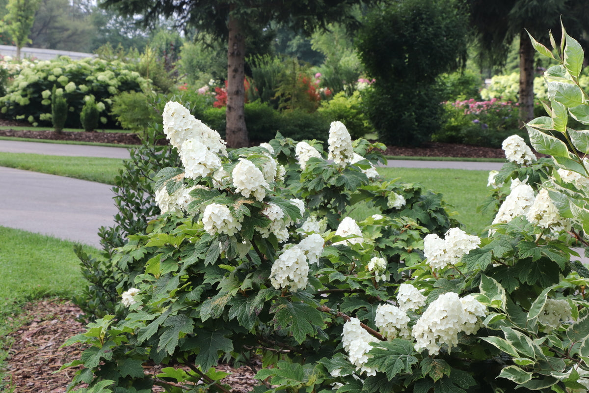 GATSBY GLOW BALL™ Hydrangea- Oakleaf | Proven Winners® – Creekside