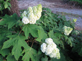 Oakleaf hydrangea Gatsby Moon with white flower clusters