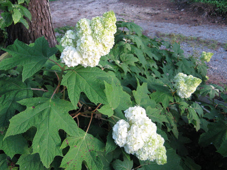 Oakleaf hydrangea Gatsby Moon with white flower clusters