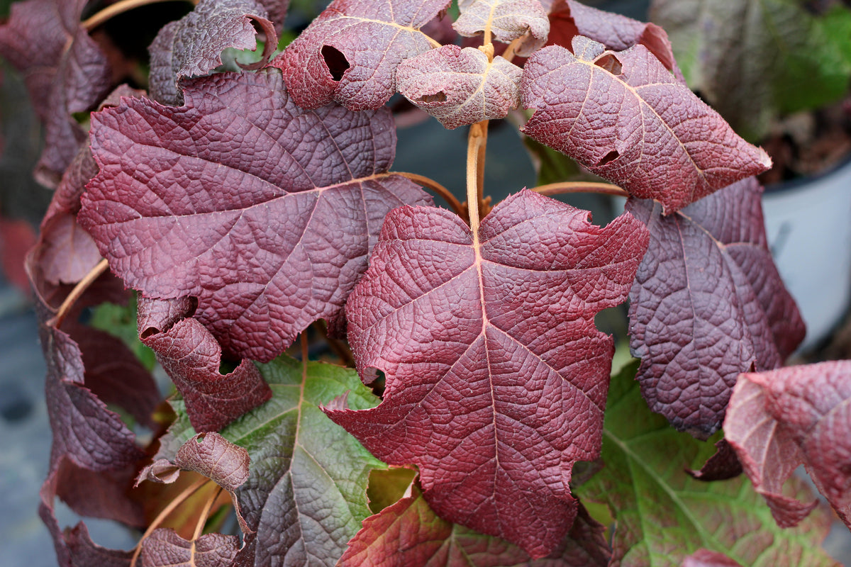 Proven Winners Gatsby Moon Oakleaf Hydrangea - Thumbnail 2