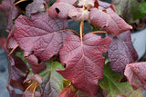 Gatsby Moon oakleaf hydrangea with white blooms in a pot