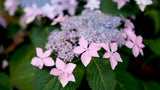 Tuff Stuff Ah-Ha mountain hydrangea with pink blooms in a pot