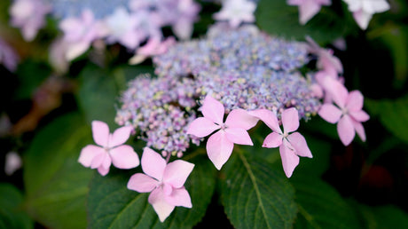 Tuff Stuff Ah-Ha mountain hydrangea with pink blooms in a pot