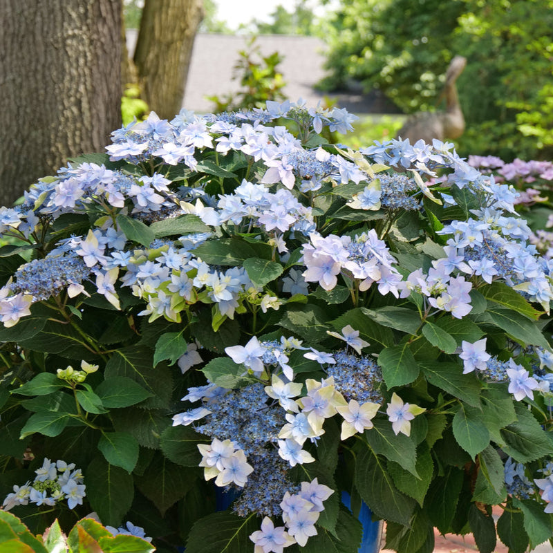 rhjdqf様 サンフラワーHI 26 Reblooming Mountain Hydrangea | Tuff Stuff Top Fun® | Proven