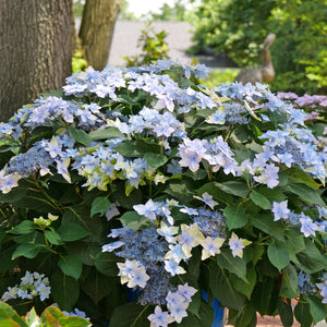 TUFF STUFF Ah-Ha Mountain Hydrangea in a nursery pot