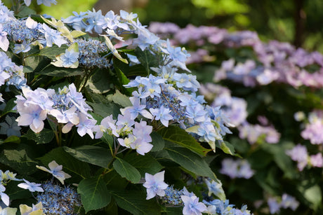 Tuff Stuff Ah-Ha mountain hydrangea with pink blooms in a pot