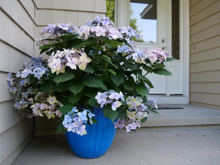 Tuff Stuff Ah-Ha Mountain Hydrangea For Sale