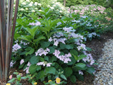 TUFF STUFF Ah-Ha mountain hydrangea in a nursery pot