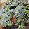 Fairytrail Fresco cascade hydrangea in a nursery pot