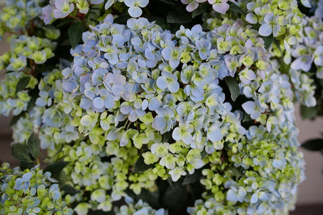 Fairytrail Fresco cascade hydrangea in a nursery pot