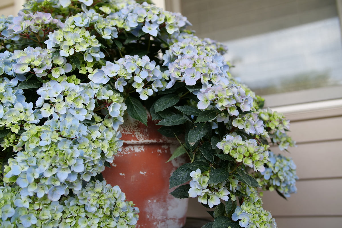 Fairytrail Fresco cascade hydrangea in bloom in a pot