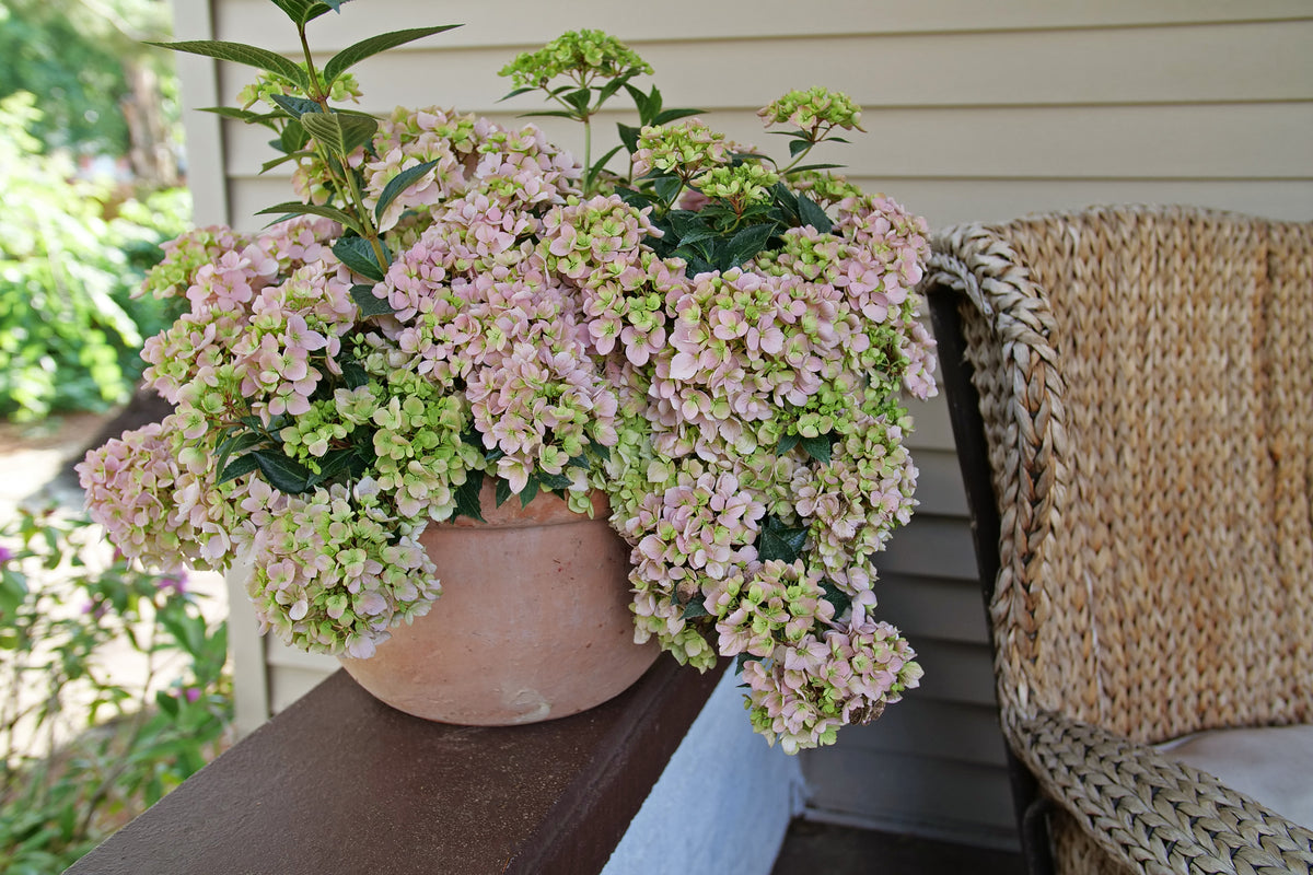 FAIRYTRAIL FRESCO™ Cascade Hydrangea – Creekside Nursery, Inc