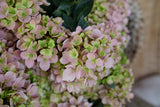 Fairytrail Fresco cascade hydrangea with pale blooms in a pot