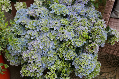 FAIRYTRAIL FRESCO cascade hydrangea with white blooms in pot