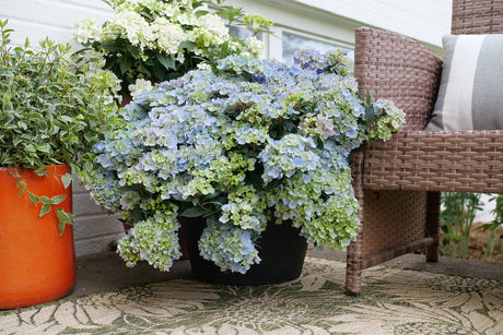 Fairytrail Fresco cascade hydrangea in a pot