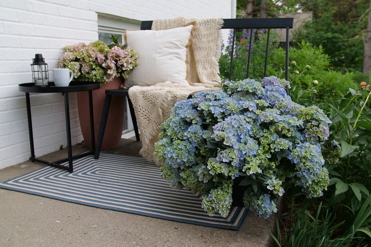 FAIRYTRAIL FRESCO™ Cascade Hydrangea – Creekside Nursery, Inc